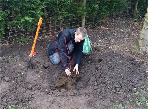 Planting bare root Cornus landscape